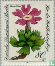 Gefährdete Alpenblumen kaufen