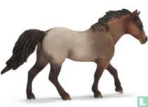 Quarter Horse stallion