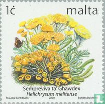 Maltese Everlasting for sale