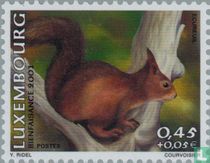 Red squirrel