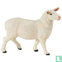 Sheep animals catalogue