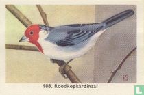Roodkopkardinaal