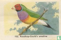 Roodkop - Gould's amadine