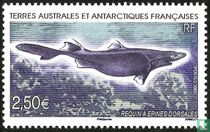 Requin à épines dorsales