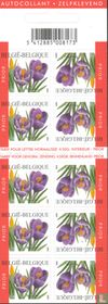 Crocus