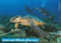 Zeeschildpad met duikers