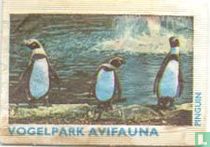Pinguin - Vogelpark Avifauna