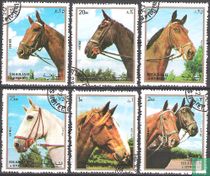 Têtes de chevaux acheter