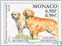 Internationale Hundeausstellung kaufen