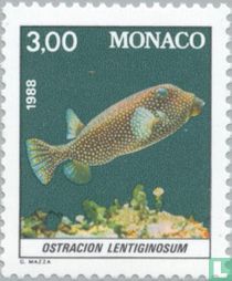 Fische aus dem Aquarium des Ozeanographischen Museums kaufen