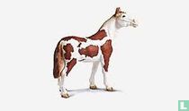 Pinto Stallion