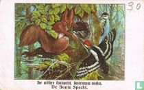 Bonte specht