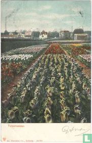 Tulpenvelden