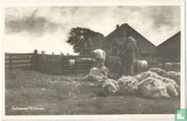 Schapen Scheren