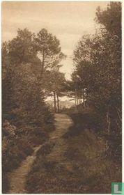 De Grensweg in de Duinen