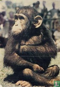 verkeerde rubriek >> naar Affiches << Chimpansee