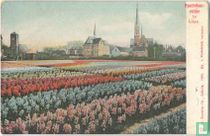 Hyacinthenvelden