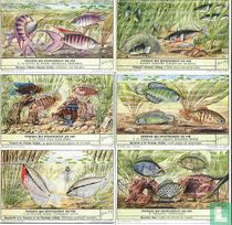 Poissons qui construisent un nid