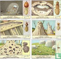 Die Termiten