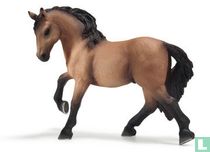 Lusitano stallion