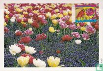 Frühlingsblumen kaufen