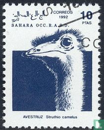 Sahara OCC r.a. S. D, Flora und Fauna  kaufen