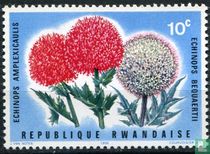 Fleurs 