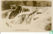 Salmon leaping the Falls