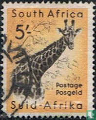 South African wildlife for sale