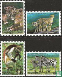 Safari  kopen
