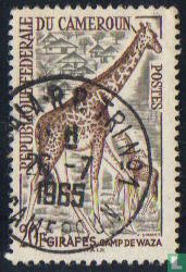 Giraffe