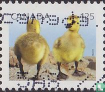 Juveniles