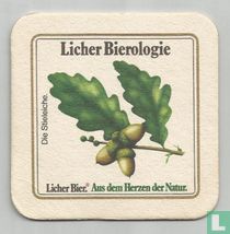 Die Stieleiche 2