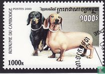 chiens acheter