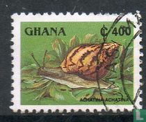 Ghanaian tiger snail