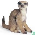Suricate assis