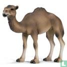 Dromedary Mare
