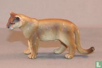 Cougar