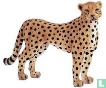 cheetah