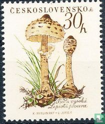 Champignons