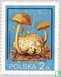 non comestibles de champignons de pression