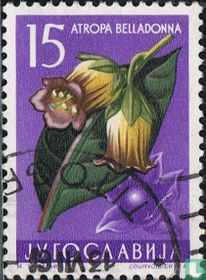 Blumen kaufen
