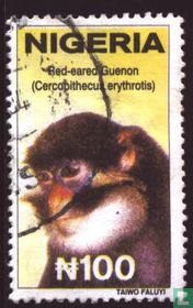 Red-eared Guenon