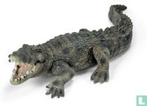 Crocodile