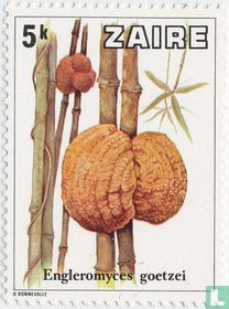 Champignons acheter