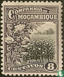Cotton
