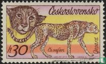 Safari kopen
