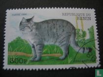 Cats