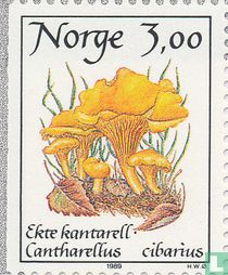 Pilze kaufen