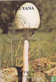 Pilze kaufen